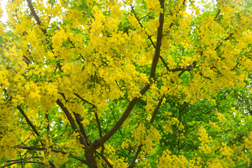 Albero di maggiociondolo