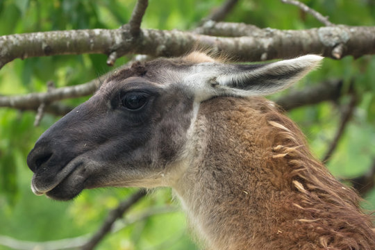 Profilo di un lama