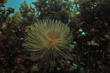 Mediterranean fan worm Sabella spallanzanii in front of dense wall of brown sea weeds.