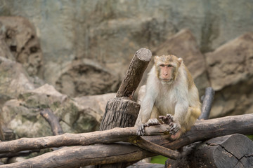 A male Rhesus macaque sit on the tree branch.