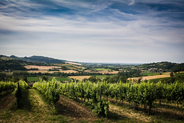 Fototapeta na wymiar viti nella campagna bolognese