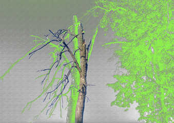 wood, collage old Linden tree