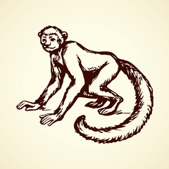 Obraz na płótnie Canvas Lemur. Vector illustration