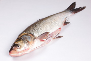 Carp in the home kitchen