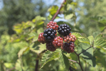 Fresh blackberries in a garden.
