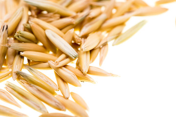 Grain of oats isolated on white background