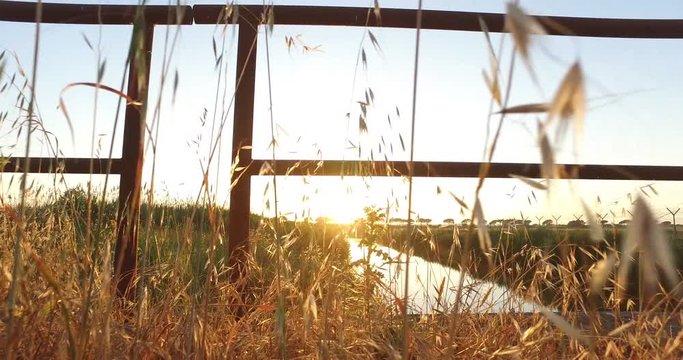 Movimento laterale di fronte a dei cespugli su un ponticello