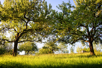 Alter, natürlicher Obstgarten im Sonnenlicht 