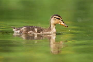 Mallard, Duck - nestling