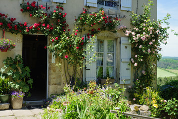 Fototapeta na wymiar F, Burgund, Auxois, Vezeley, blühende Rosen im Hausgarten, Département Yonne, 
