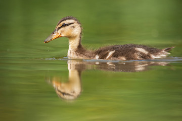Mallard, Duck - nestling