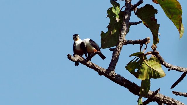 Couple of Collared Falconet (Microhierax caerulescens) sunbathe on the branch in nature at Doi Intanon national park,Thailand.