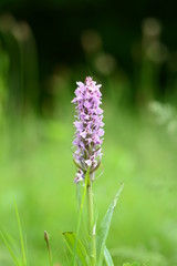 Southern marsh orchid (dactylorhiza praetermissa orchidaceae) at seaton country park,  cornwall, uk
