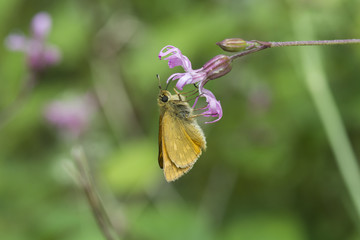 Obraz premium Small skipper butterfly (thymelicus sylvestris) feeding on ragged robin wildflower, seaton country park, cornwall, uk