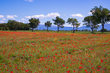 Paysage de Provence au printemps, France. Champ de coquelicots, arbres, les montagnes (Alpes) en arri&egrave;re plan