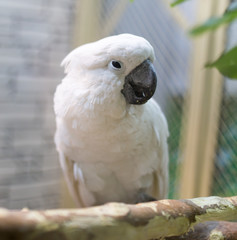 Portrait of a white parrot