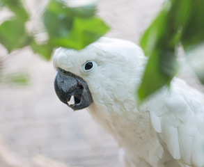 Portrait of a white parrot