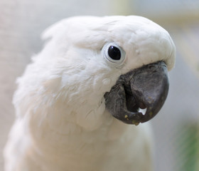 Portrait of a white parrot
