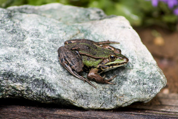 Frosch sitzt auf einem Stein in der Natur