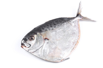 maculata fish  on a white background (isolated). Close up