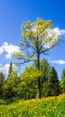 Fototapeta premium A field of flowering rapeseed in the birch grove. Yellow flowers. June in Saint Petersburg. 