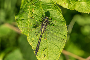 Dragon fly on a green leaf