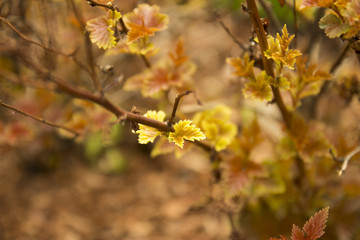 Close-up of blooming the first spring foliage