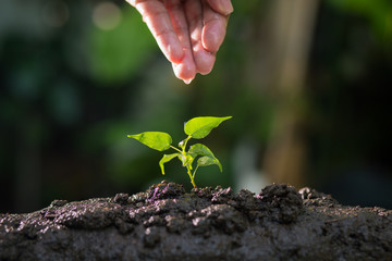 Agriculture , Growing plants , Plant seedling , Hand nurturing and watering young plants growing on fertile soil with natural green background.