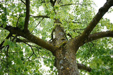 Looking up the Green tree
