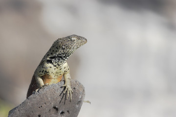 Lava Lizzard (Microlophus albemariensis) on rock, Punta Suarez, Espanola, Galapagos Islands