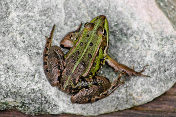Frosch von oben auf einem Stein sitzend