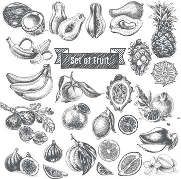 Vector illustration sketch - eco shop. Set of Fruit.