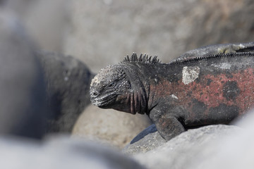 Galapagos Marine iguana (Amblyrhynchus cristatus), Punta Suarez, Espanola, Galapagos Islands