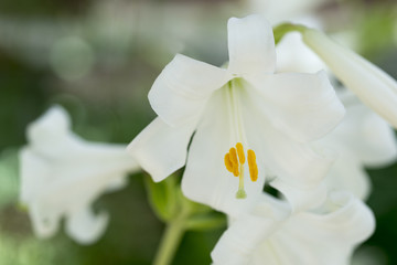 Obraz premium ユリの花 マドンナリリー