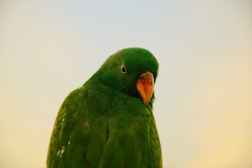 Eclectus parrot at sunset sky background