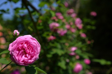 大分県　速見郡　観光農園