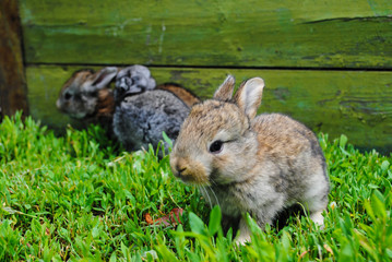 Rabbits on the grass