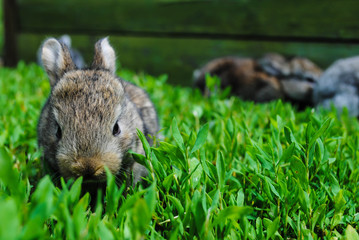 Furry little rabbits
