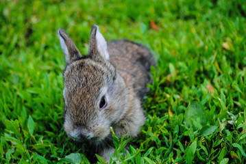 Furry little rabbit on the grass