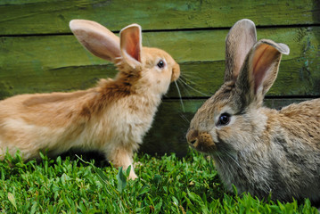 Rabbits on the grass