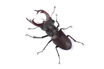 Stag beetle (Lucanus cervus) isolated on white