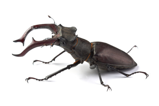 Stag beetle (Lucanus cervus) isolated on white