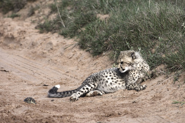 Cheetah, Addo Elephant National Park