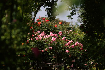  カワイイ　ラブローズ