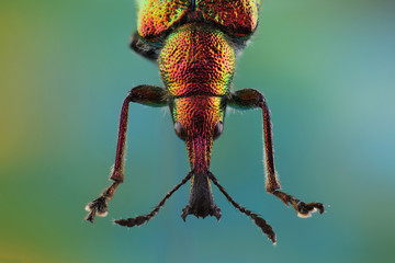 Head of Weevil (Rhynchites bacchus)
