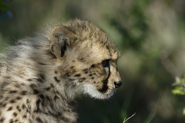 Cheetah, Addo Elephant National Park