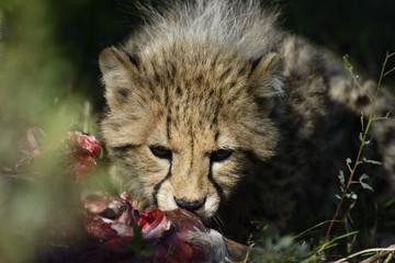 Cheetah, Addo Elephant National Park