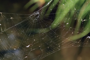 Telaraña sobre arroyo, Sauceda, Hurdes, España