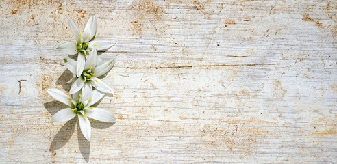 three star of bethlehem flowers frame on a wooden background with copy space for your text