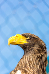 Steller's Sea Eagle